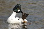 Goldeneye (Bucephala clangula)