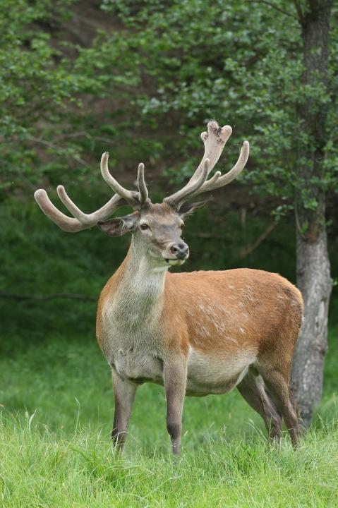Jelen lesní (Cervus elaphus)