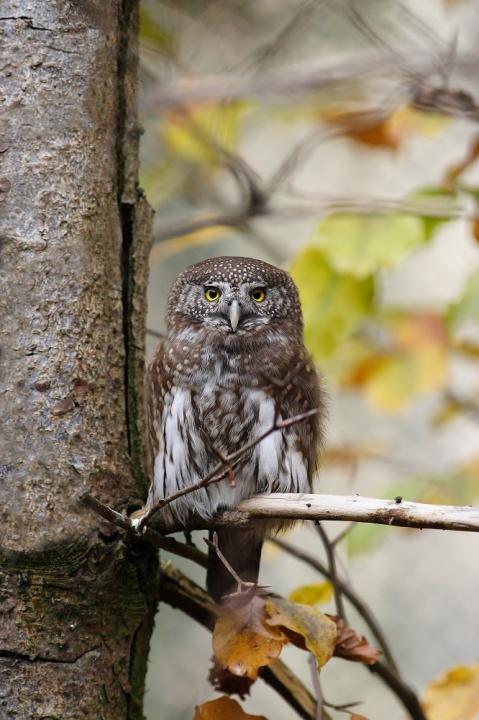 Kulíšek nejmenší (Glaucidium passerinum)