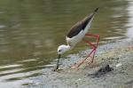 Black-winged Stilt (Himantopus himantopus)