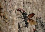 Stag beetle (Cervus beetle)