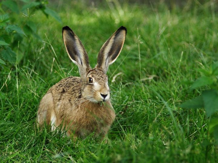 Zajíc polní  (Lepus europaeus)