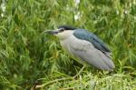  Kvakoš noční ( Nycticorax nycticorax)