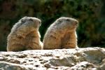 Alpine Marmot (Marmota marmota)