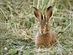 European Hare  (Lepus europaeus)