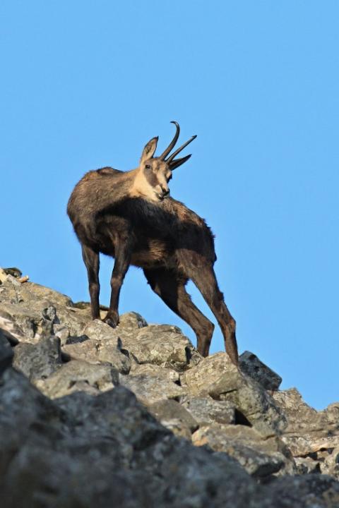 Kamzík horský (Rupicapra rupicapra)