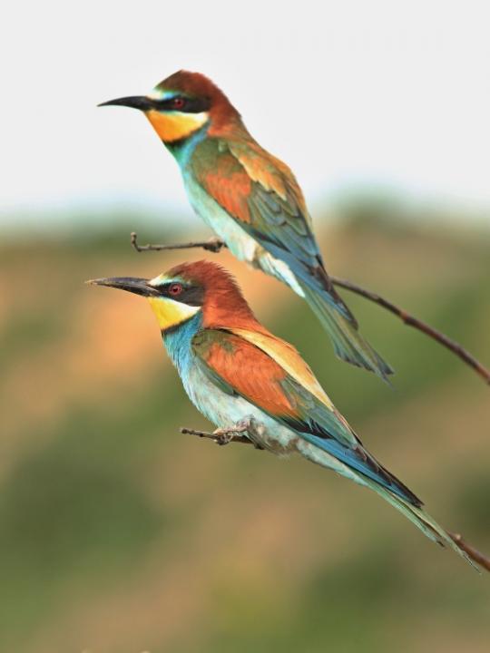 Vlha pestrá (Merops apiaster)