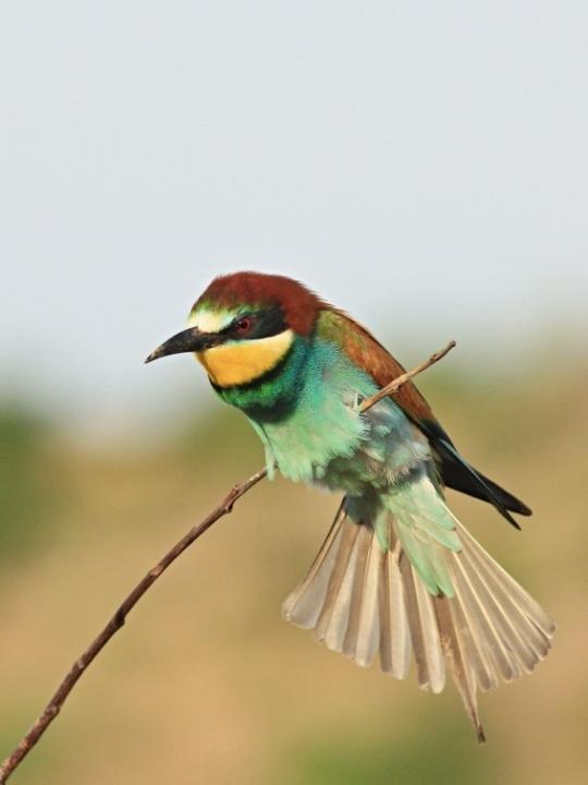 Vlha pestrá (Merops apiaster)
