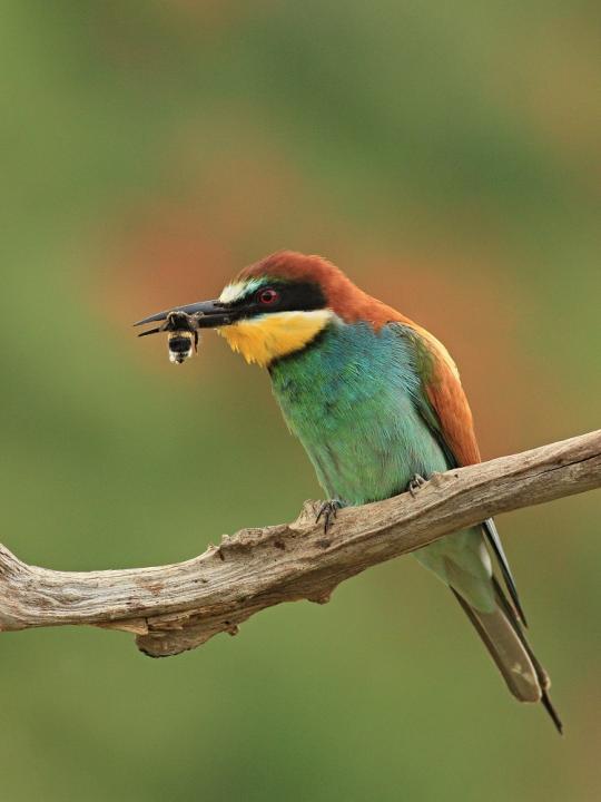 Vlha pestrá (Merops apiaster)
