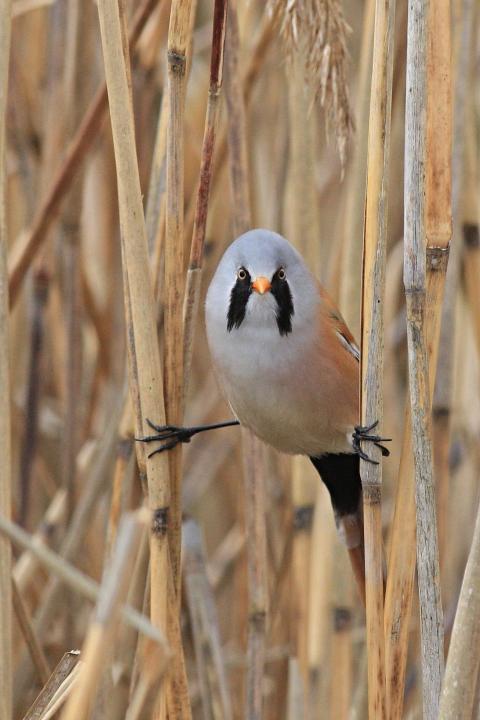 Sýkořice vousatá (Panurus biarmicus)