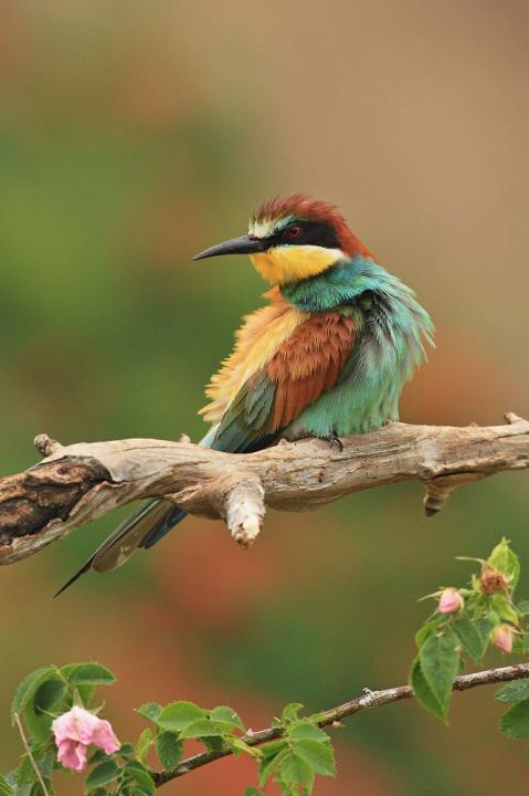 Vlha pestrá (Merops apiaster)