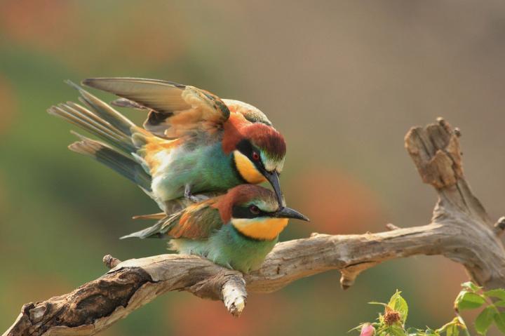 Vlha pestrá (Merops apiaster)