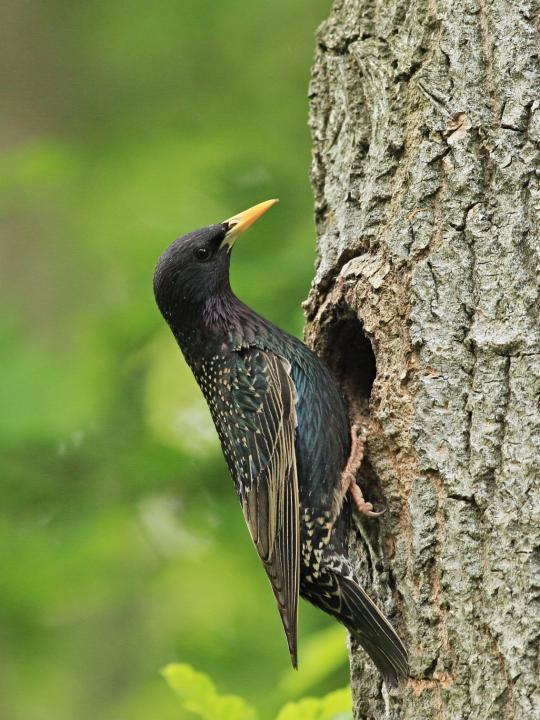 Špaček obecný (Sturnus vulgaris)
