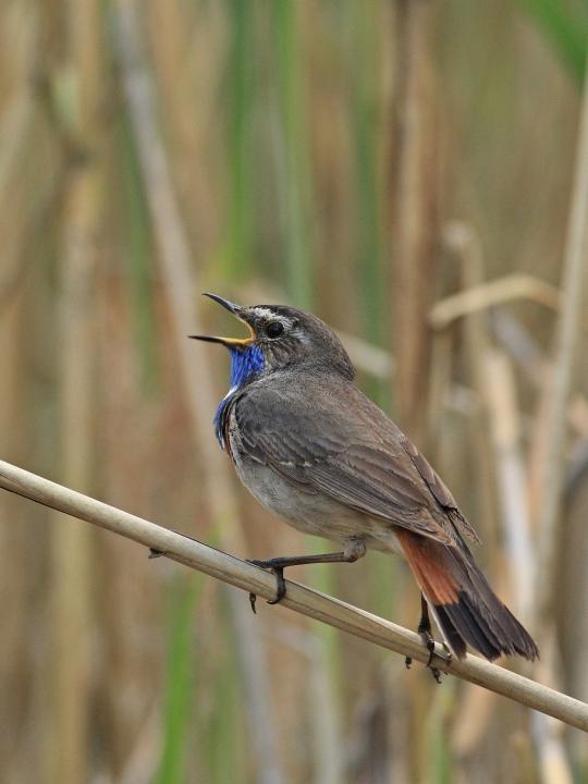 Slavík modráček (Luscinia svecica)