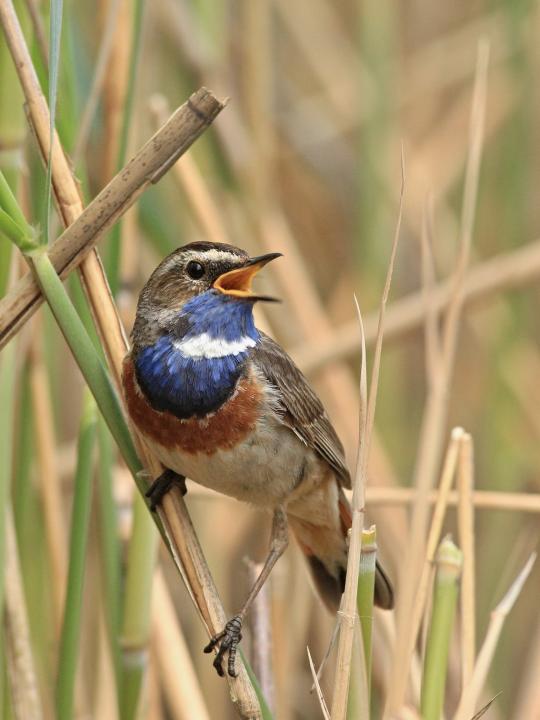 Slavík modráček (Luscinia svecica)