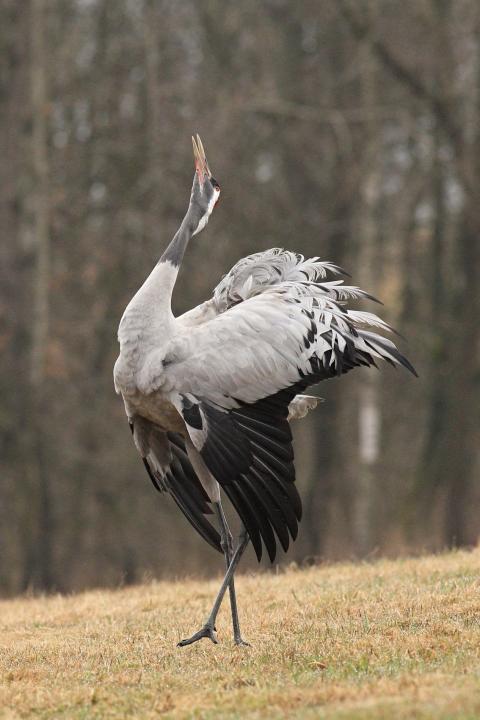  Jeřáb popelavý  ( Grus grus)