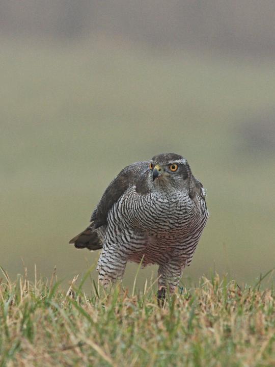 Jestřáb lesní (Accipiter gentilis)