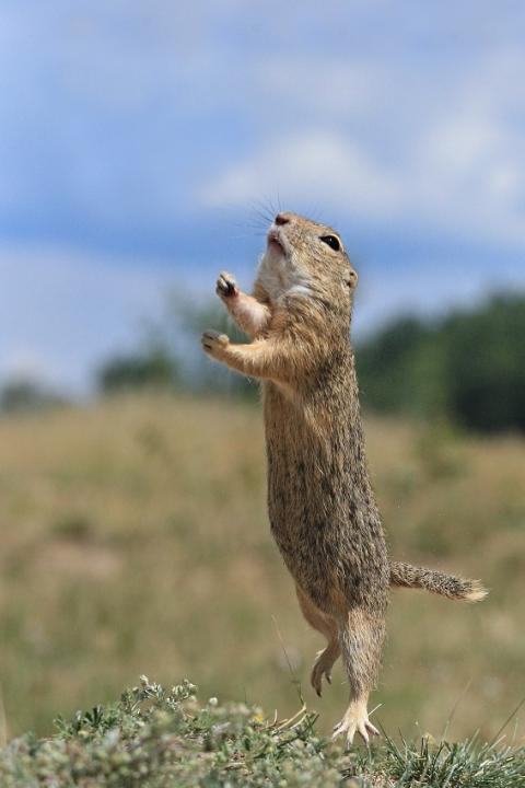 Sysel obecný (Citellus citellus)