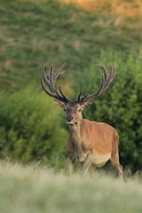 Jelen lesní (Cervus elaphus)