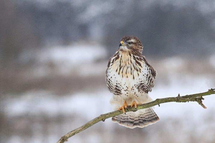 Káně lesní (Buteo buteo)