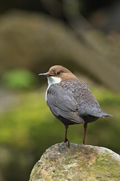 Skorec vodní (Cinclus cinclus)