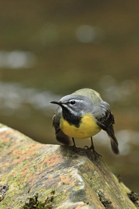 Konipas horský (Motacilla cinerea)