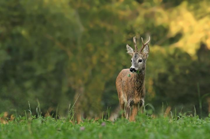  Srnec obecný ( Capreolus capreolus )