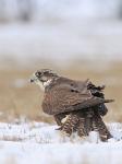 Raroh lovecký (Falco rusticolus)