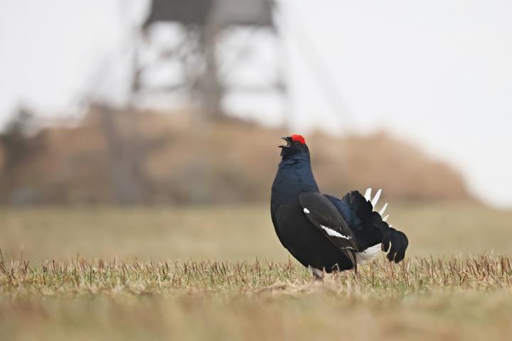 Tetřívek obecný (Tetrao tetrix)