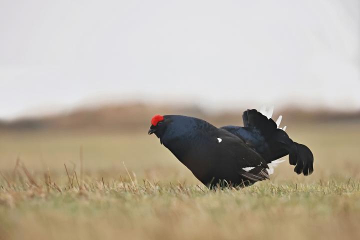 Tetřívek obecný (Tetrao tetrix)