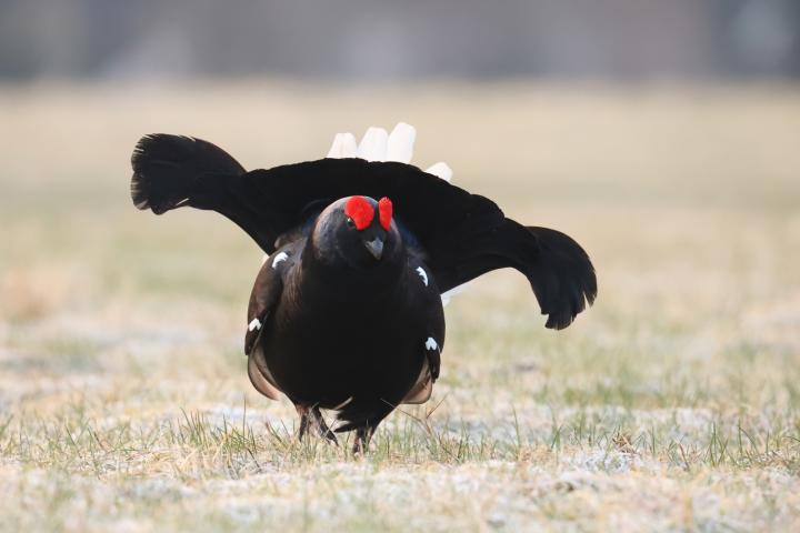 Tetřívek obecný (Tetrao tetrix)