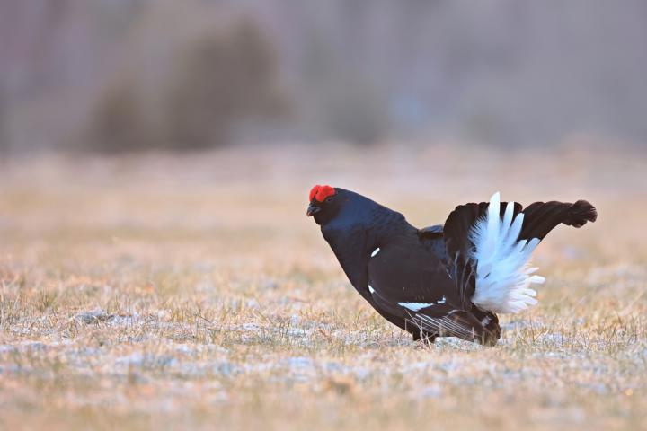 Tetřívek obecný (Tetrao tetrix)