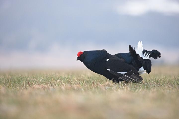 Tetřívek obecný (Tetrao tetrix)