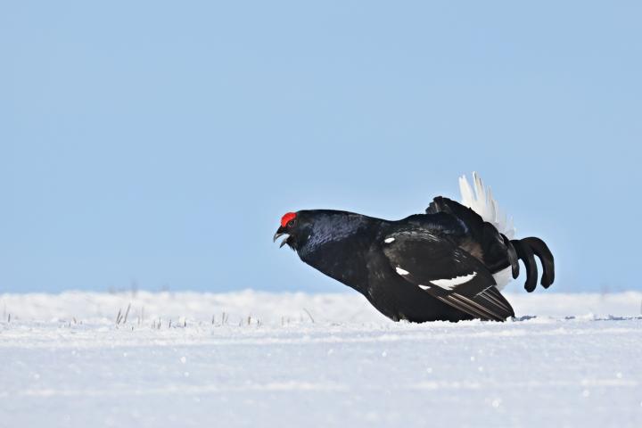 Tetřívek obecný (Tetrao tetrix)