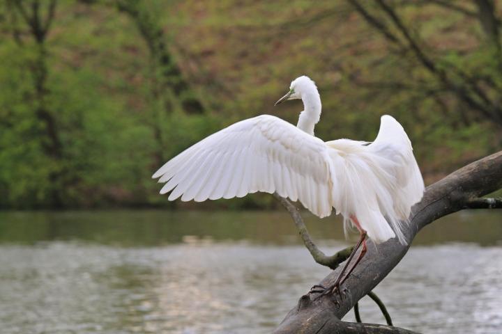 Volavka bílá (Egretta alba)