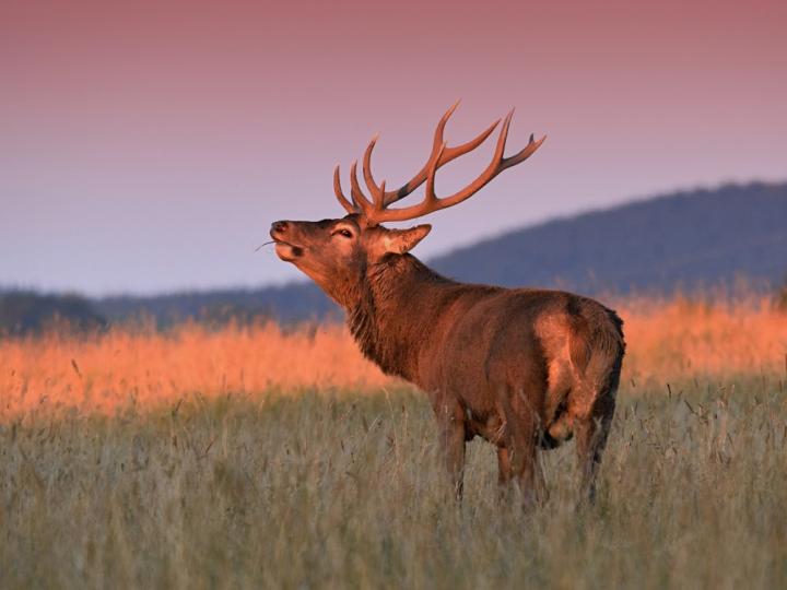 Jelen lesní (Cervus elaphus)