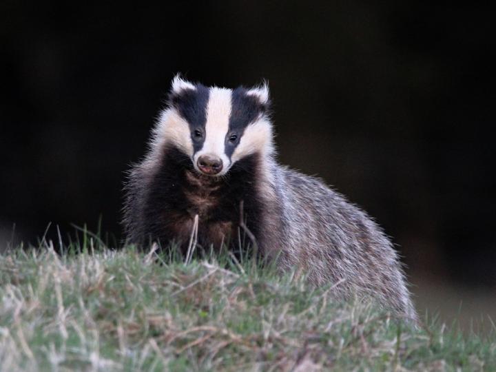 Jezevec lesní (Meles meles)