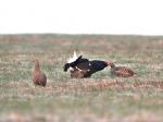 Black Grouse (Tetrao tetrix)