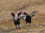 Black Grouse (Tetrao tetrix)