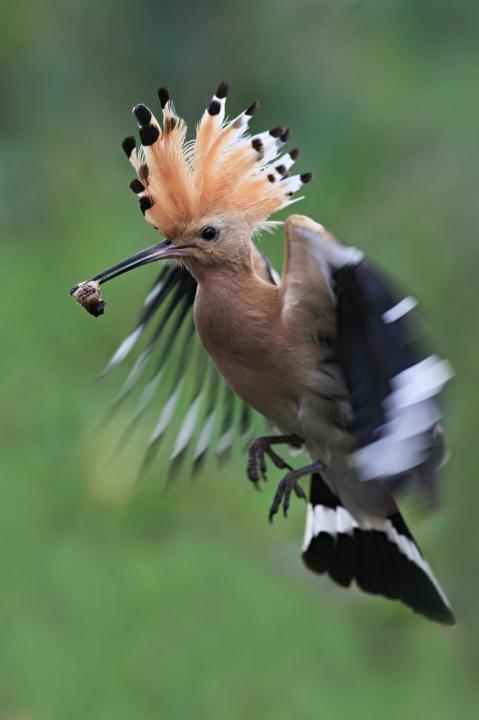 Dudek chocholatý (Upupa epops)