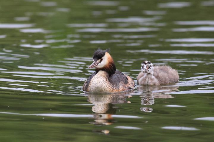 Potápka roháč  (Podiceps cristatus)