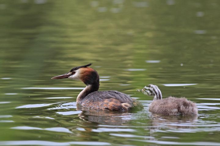 Potápka roháč  (Podiceps cristatus)