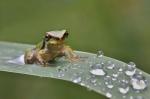 Green tree frog (Arbor viridis ranae)