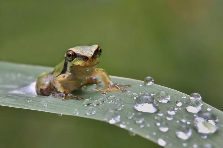 Green tree frog (Arbor viridis ranae)