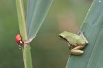 Green tree frog (Arbor viridis ranae)