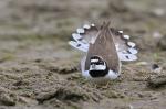 Little Ringed Plover (Charadrius dubius)