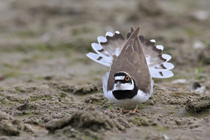 Kulík říční (Charadrius dubius)