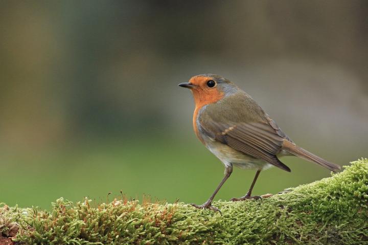 Červenka obecná (Erithacus rubecula)