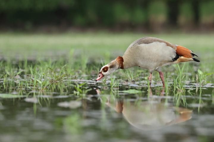 Husice nilská ( Egyptian goose)