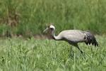  Common Crane  ( Grus grus)